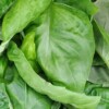 Basil - (Vented Poly Bag) 4ct/16oz