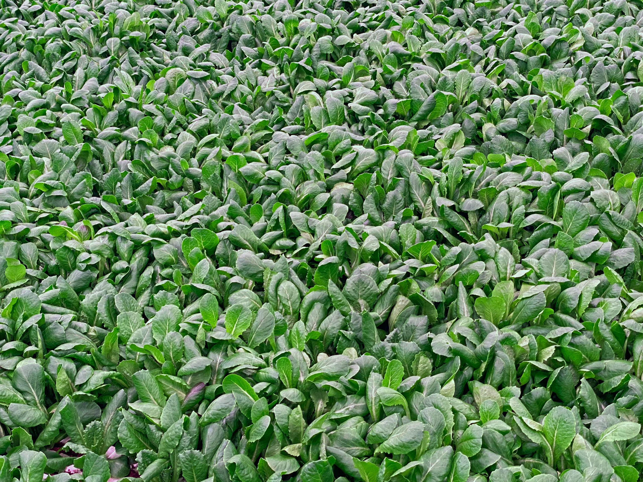Featured image for “Lakeland Fresh Farms sets the bar for hydroponically grown greens”