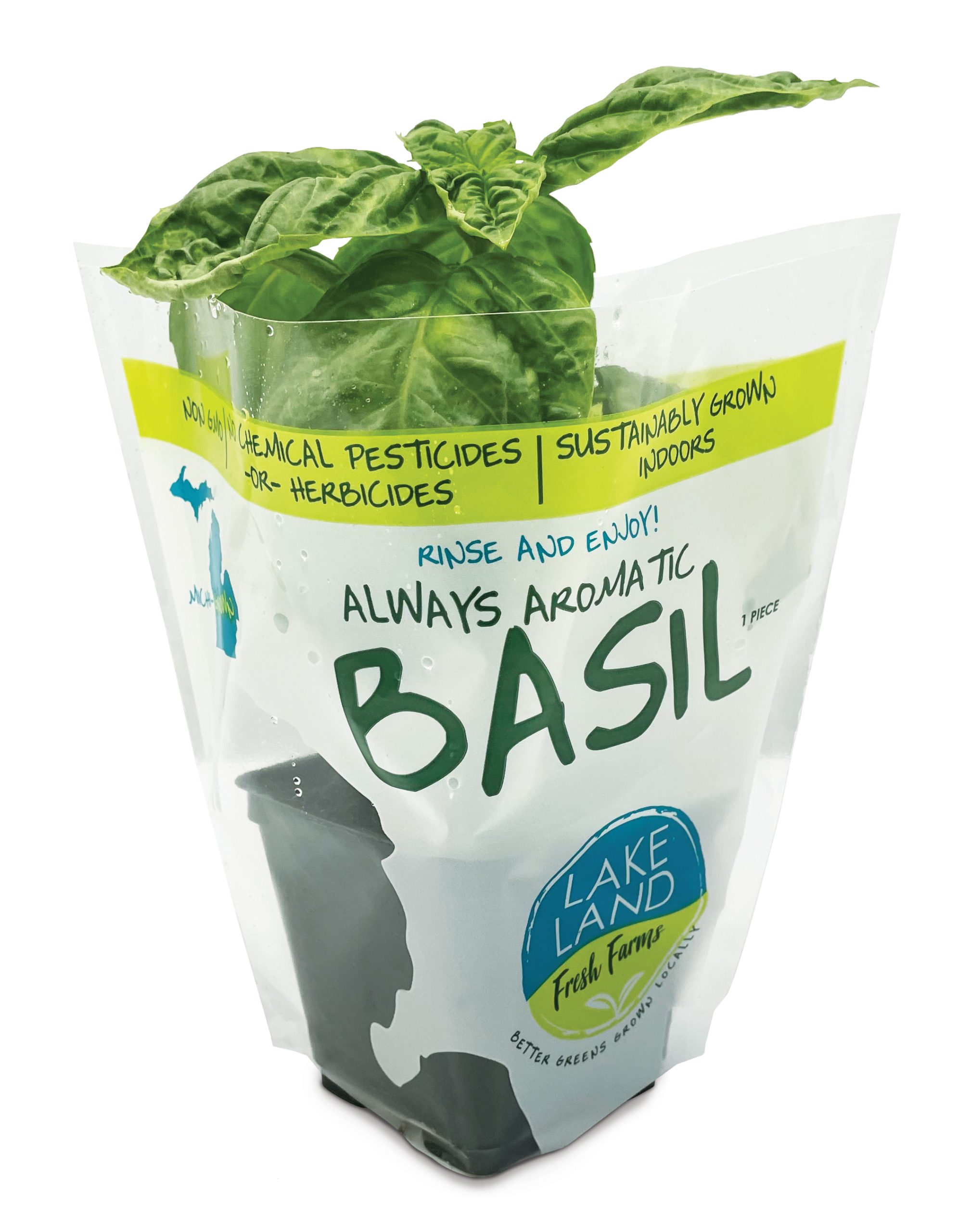 4" Live Always Aromatic Basil Plant