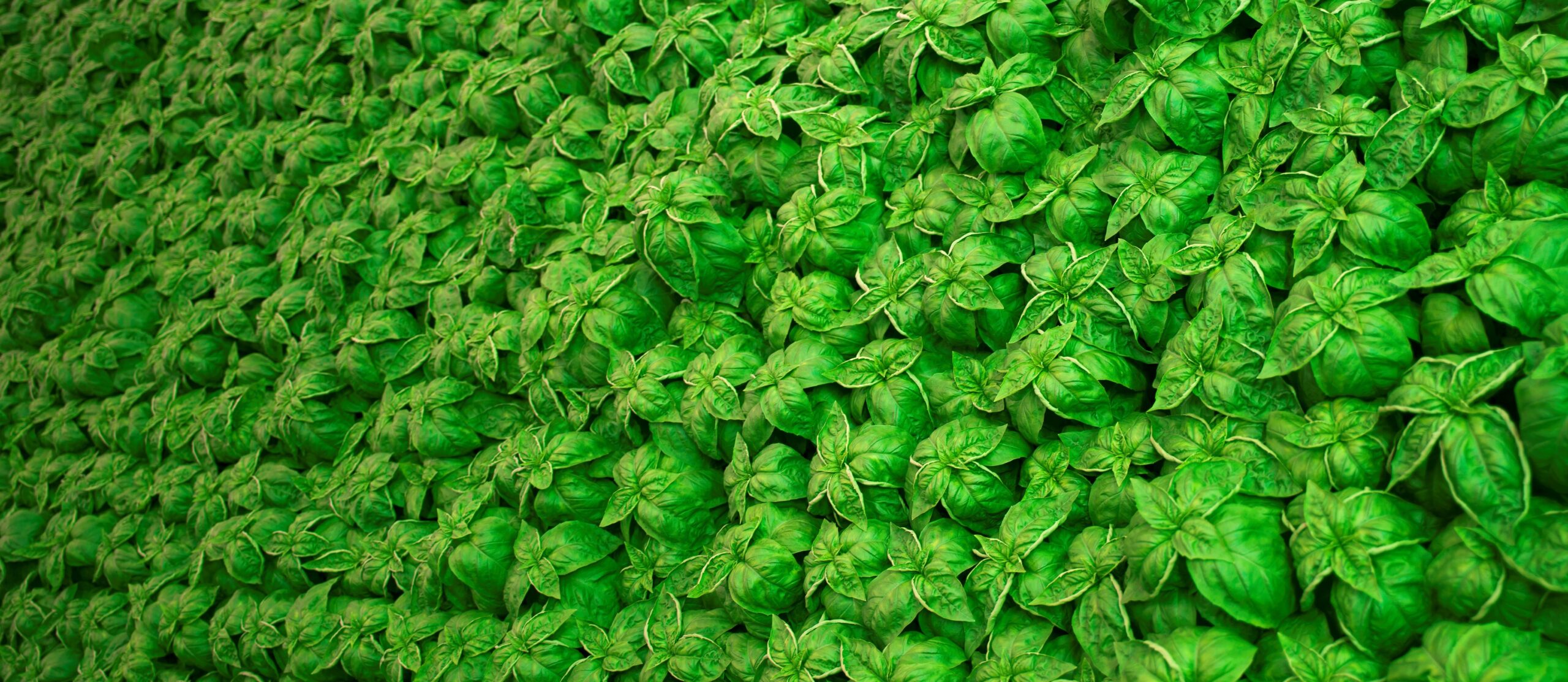 Featured image for “Hydroponic greens producer Lakeland Fresh Farms partners with regional distributor”