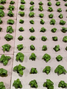 The beginning of the basil grow cycle.